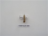 藏品(尺蛾162)的圖片